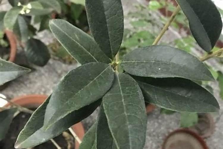 大面积的种植蔬菜,怎样给蔬菜补钙最节约成本？