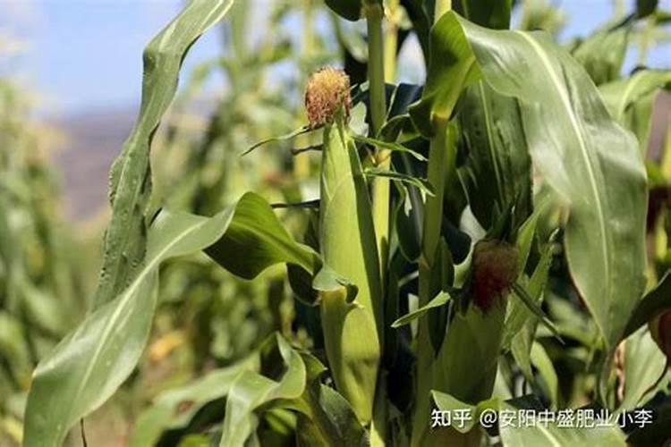 玉米水溶肥在玉米长棒子的时候可以打吗