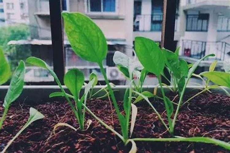 生姜种植用什么肥料最好