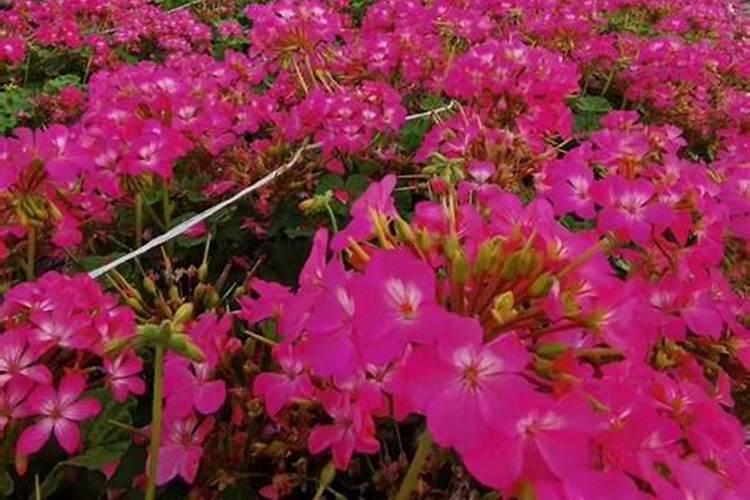 大花天竺葵用什么肥