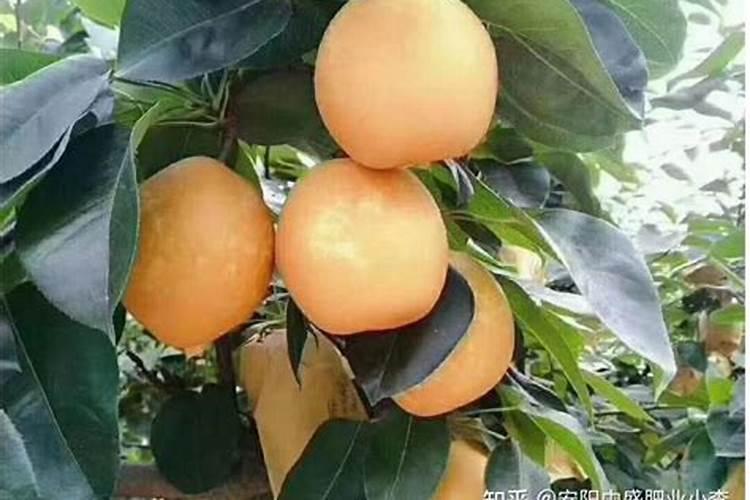 梨树什么时间补元素？