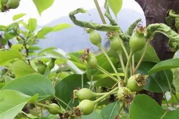 梨树谢花黑星病怎么办
