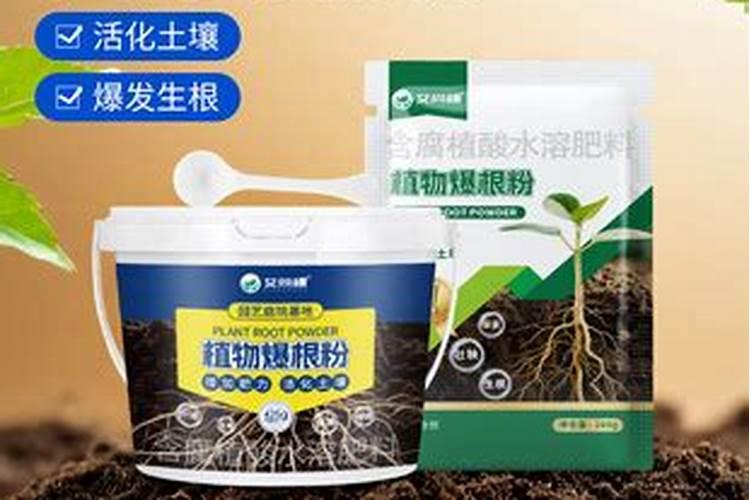 只要这样做,吊兰、虎皮兰根肥叶壮绿油油!