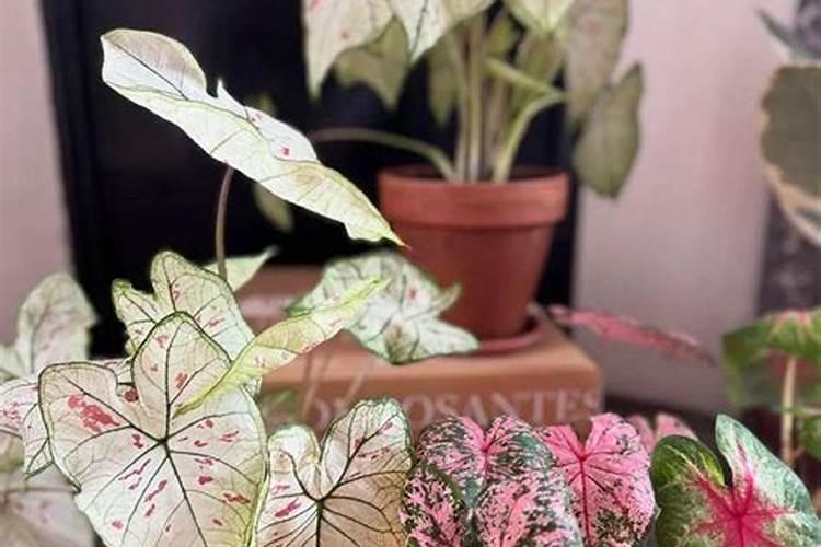 彩芋的养殖方法和注意事项(彩叶芋怎么养护出大叶子)