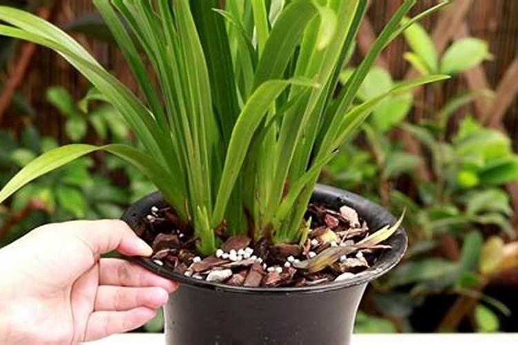 兰花什么时间开始喷磷酸二氢钾(叶面喷施浓度是多少)