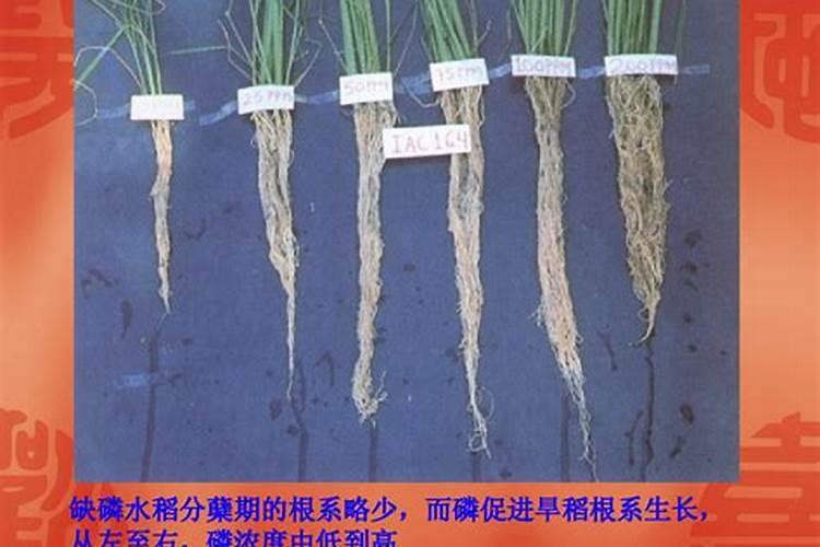 土壤缺钙缺磷怎么补充更有效