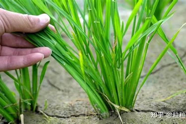 白菜自制叶面肥哪种最好