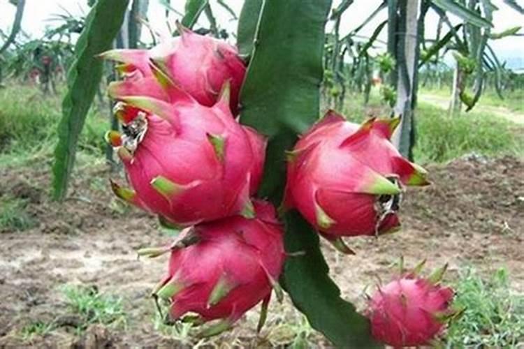 山东赛托生物科技股份有限公司怎么样？