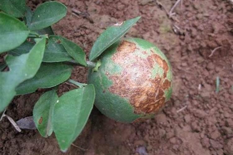 凯因甘乐复方甘草酸苷胶囊是激素要吗？