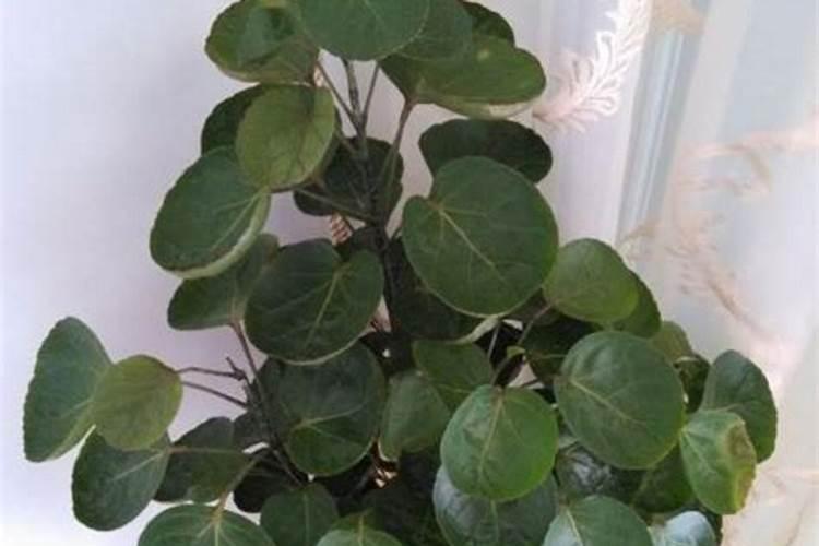 金钱兜施什么肥最好