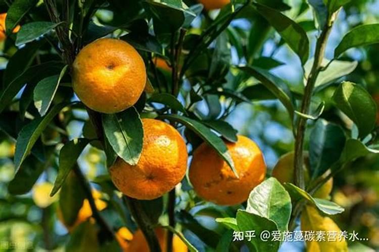 春小麦的种植要点