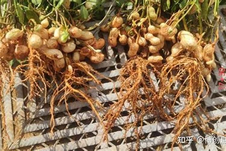 种花生磷肥还是钾肥好