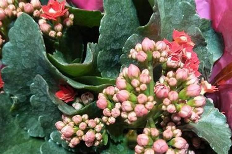 镁肥是什么肥料镁肥有哪些,镁肥的效果与功能