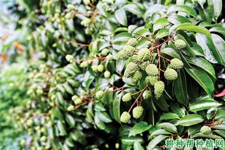 荔枝树什么时候施肥？