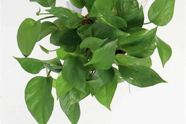 蓝花楹用什么肥料