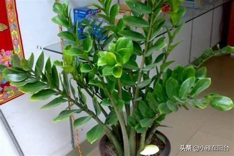 金钱树用什么肥料长的又旺又好