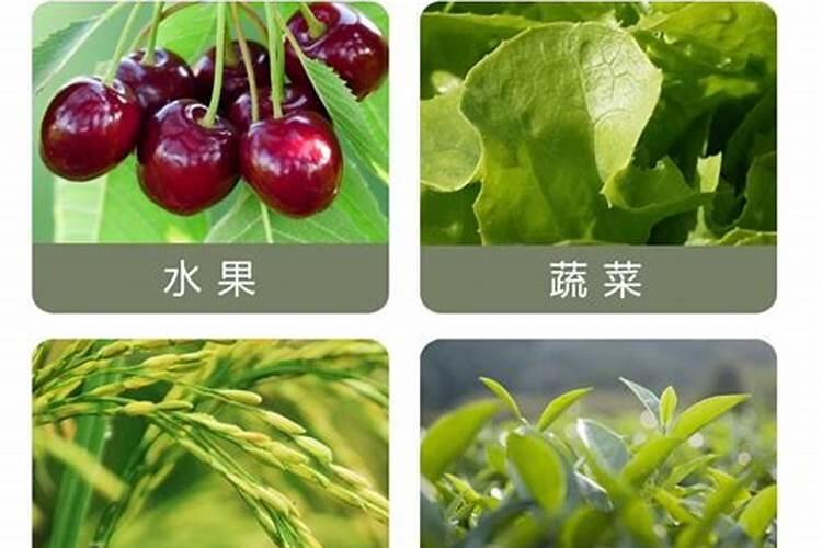 大棚美人椒可采收几茬