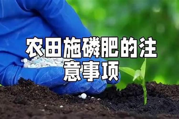 金枝玉叶用什么肥料最好