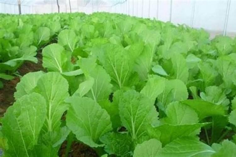 白菜在什么时候追肥好？