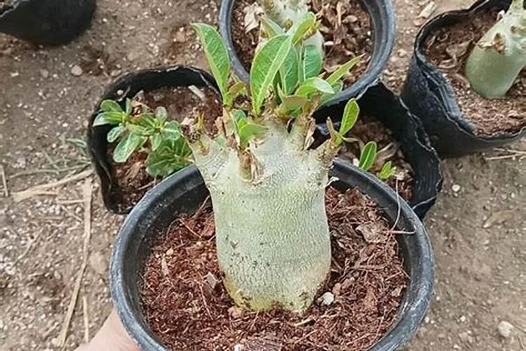 沙漠玫瑰夏季怎么养根茎粗壮