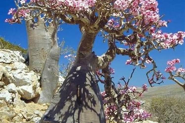 哪种生长调节剂可以影响小麦、青稞的分蘖？