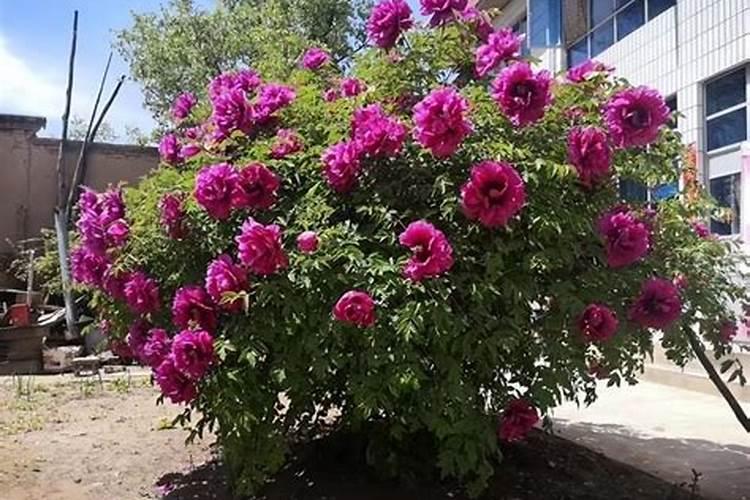 硼肥的最佳使用时期 硼肥的最佳使用是什么时候