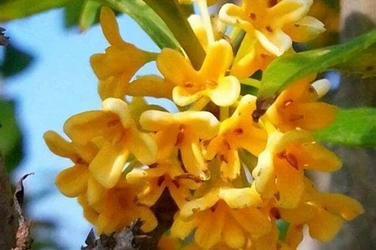 水草缸之常见藻类及治理