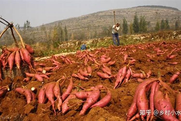 种红薯用什么肥料合适