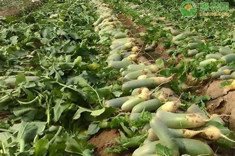 梨子树枯叶病怎么治