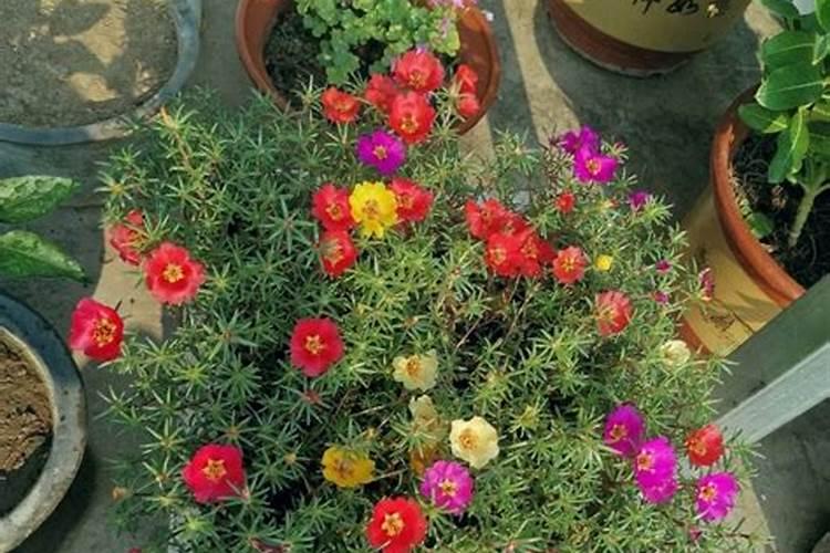 长寿花浇水方法