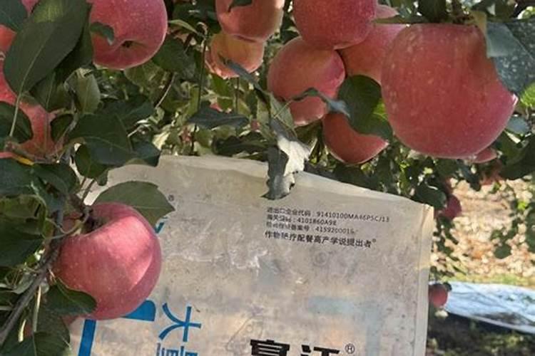 苹果树秋季该如何施肥 给苹果树施肥什么肥最好