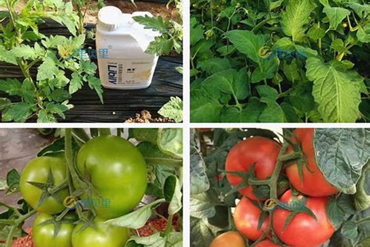 杨梅树凋萎病有救了