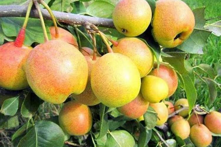 梨树该怎样施肥？