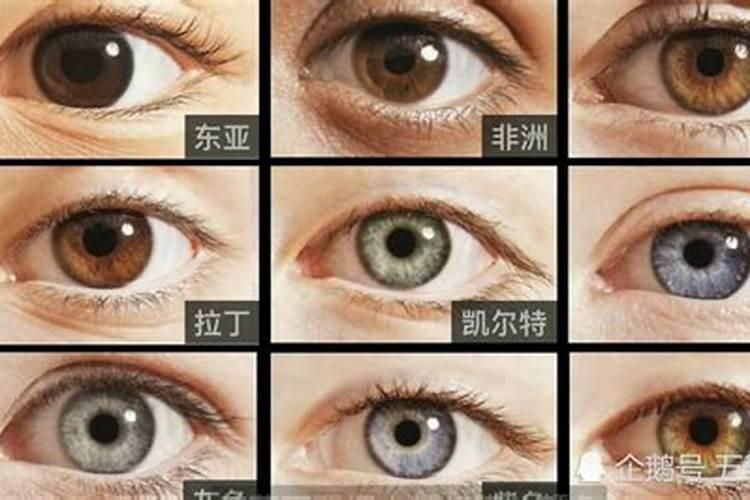 三角梅养护管理方法