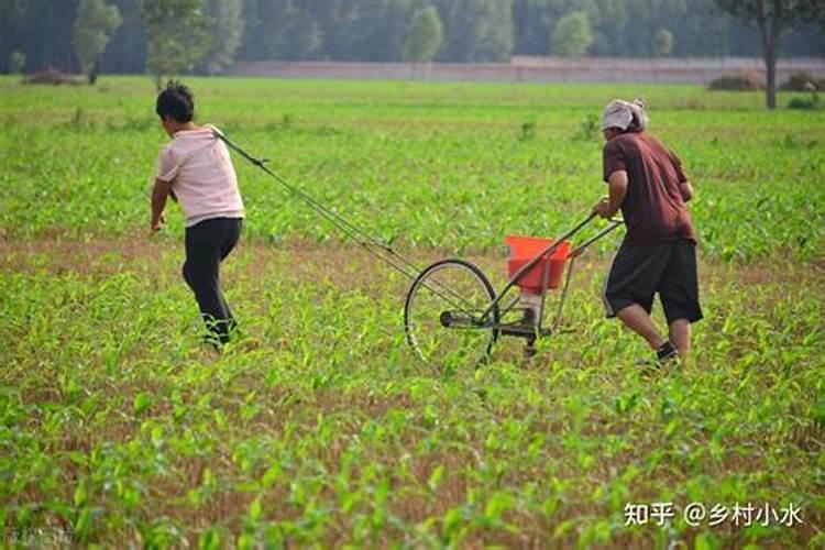 玉米怎样种才能高产