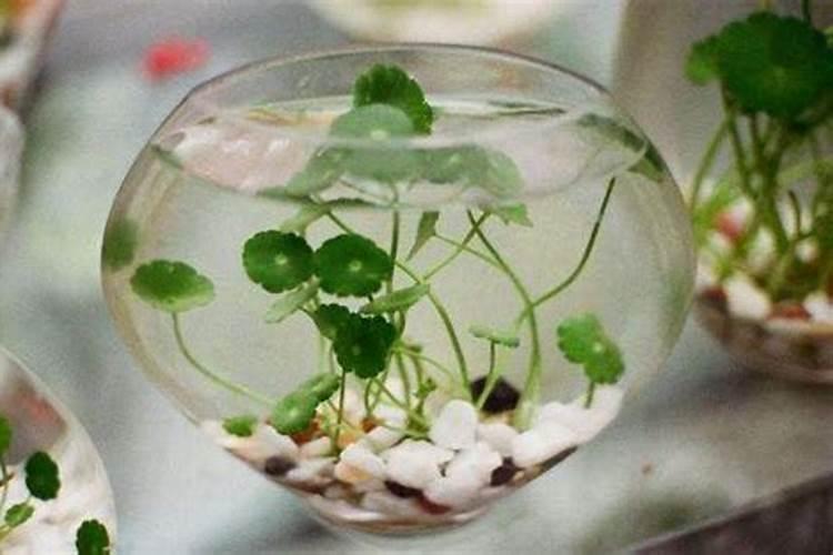 铜钱草要施什么肥