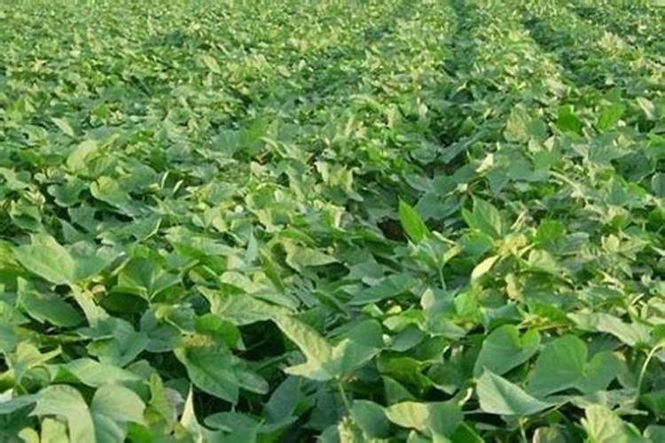 尿素加什么可以使叶子变浓绿呢？