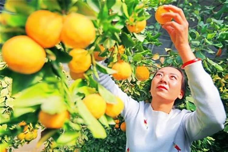 叶面喷施氨基酸钙果树专用肥多少钱一瓶