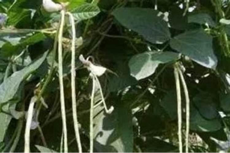 油豆角长角就黄了不长怎么回事