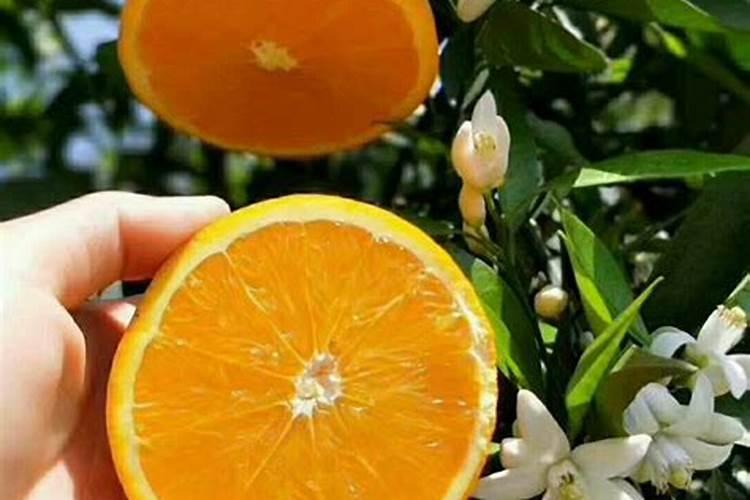 橙子树苗如何栽培及管理