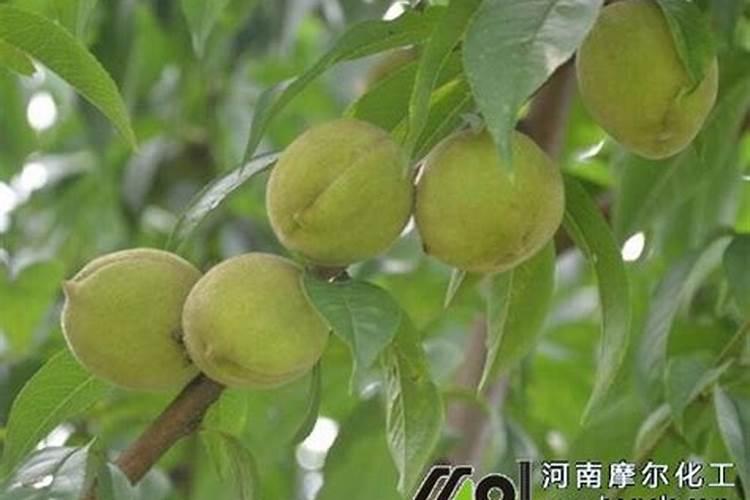 桃树水溶肥彭大肥施几次好