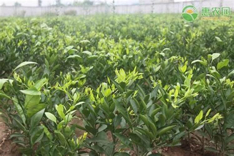 柑橘移植后怎么管理？柑橘树施什么肥好？