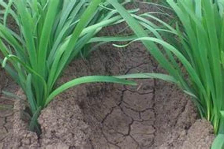 韭菜施什么肥料好