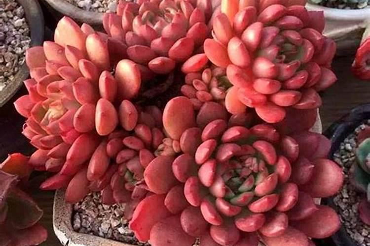 多肉植物红宝石怎么养,五个要点让红宝石疯长爆盆