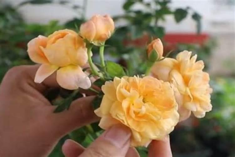 多肉可以施肥吗多肉如何施肥