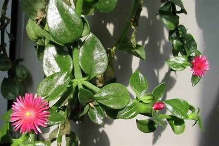 蔬菜怎样施用锌肥？