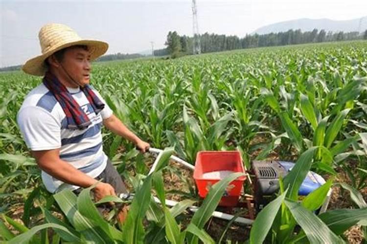 种植大蒜巧施肥,长势好、蒜薹多、蒜头大,每亩多收几百斤