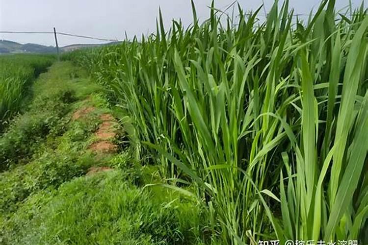 POPs在土壤中是如何迁移的呢？