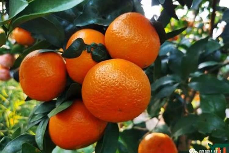 沃柑十月份该放什么肥料