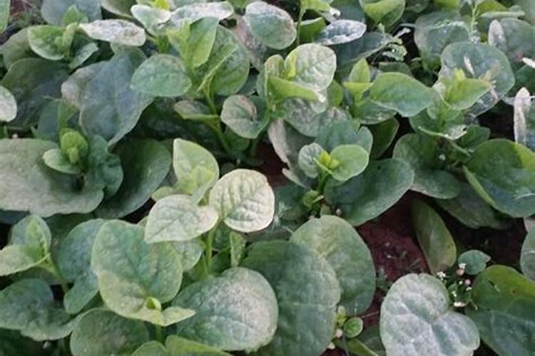 木耳菜种植最简单方法